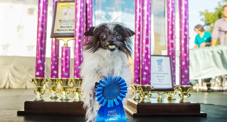 world's ugliest dog