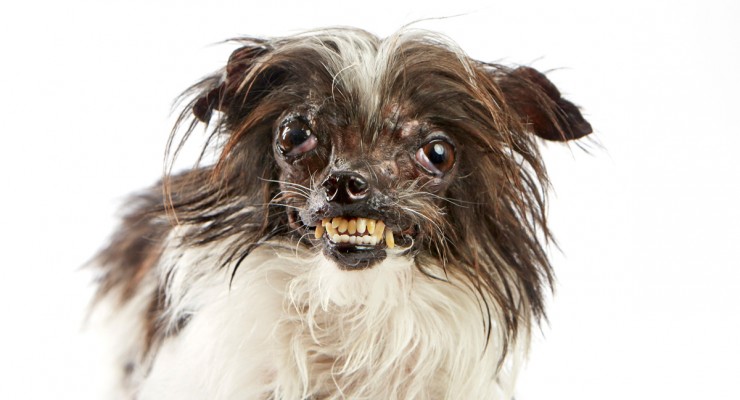 world's ugliest dog