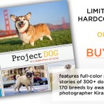Buy Project DOG