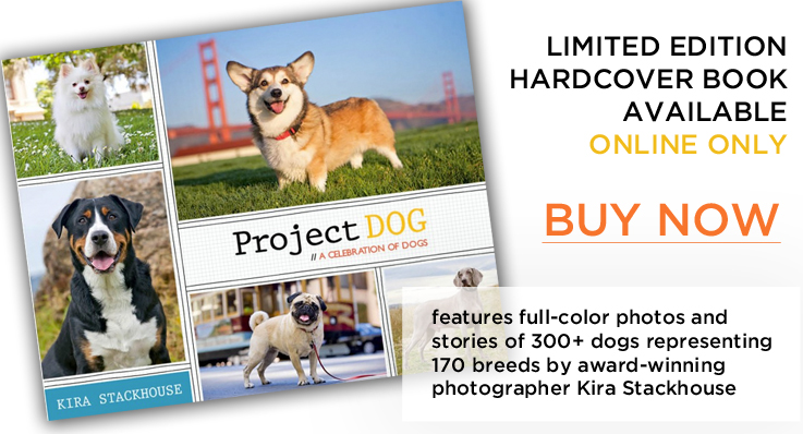 project dog